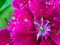 Raindrop on Rainbow Pink Flower Royalty Free Stock Photo