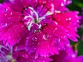 Raindrop on Rainbow Pink Flower Royalty Free Stock Photo