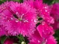 Raindrop on Rainbow Pink Flower Royalty Free Stock Photo