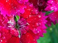 Raindrop on Rainbow Red Pink Flower Royalty Free Stock Photo