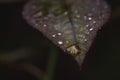 Raindrop on a rose leaf