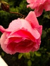 Raindrop Roses