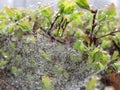 Raindrop on spider web in the middle of plant bush, Water drop pattern