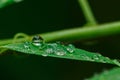 Raindrop of water sparkle in morning ,Large beautiful drops of transparent.