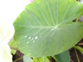Raindrop water on taro plant of in India click by mobile