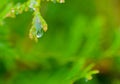 Raindrop of a white cedar twig Royalty Free Stock Photo