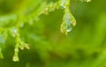 Raindrop on a white cedar twig Royalty Free Stock Photo