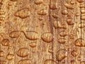 Raindrop on wood