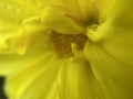 Raindrop on Yellow Dahlia