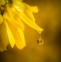 Raindrop yellow flower