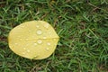 Raindrop on yellow leaf in the park