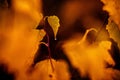 raindrop on yellow autumn leaves