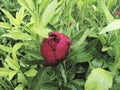 Raindrops adorn a vivid red peony bud surrounded by green leaves Royalty Free Stock Photo