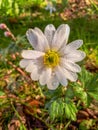 Raindrops on Anemone Blanda White Splendour Flower Royalty Free Stock Photo