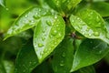 raindrops on the apple leaves after a rainfall