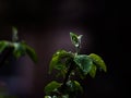 Raindrops on the apple tree. Royalty Free Stock Photo