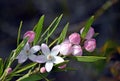 Australian native Pink Waxflowers, Eriostemon australasius