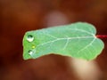 Raindrops balance on the edge of a Tree Leaf