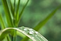 Raindrops on bamboo leaves Royalty Free Stock Photo