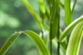 Raindrops on bamboo leaves Royalty Free Stock Photo