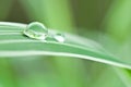 Raindrops on bamboo leaves Royalty Free Stock Photo