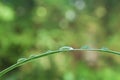 Raindrops on bamboo leaves closeup Royalty Free Stock Photo