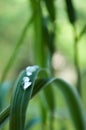 Raindrops on bamboo leaves closeup Royalty Free Stock Photo