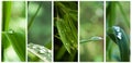 Raindrops on bamboo leaves Royalty Free Stock Photo