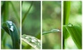 Raindrops on bamboo leaves Royalty Free Stock Photo