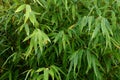 Bamboo Plant Leaves with Raindrops Closeup View Royalty Free Stock Photo