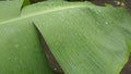 Raindrops at the banana green leaf Royalty Free Stock Photo