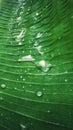 raindrops on banana leaf Royalty Free Stock Photo