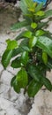 Raindrops on banyan leaves, ornamental plants exposed to raindrops or morning dew, nature background Royalty Free Stock Photo