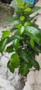 Raindrops on banyan leaves, ornamental plants exposed to raindrops or morning dew, nature background Royalty Free Stock Photo