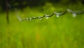 Raindrops on barbed wire in the morning with blur background Royalty Free Stock Photo