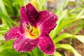 Strutter`s Ball Daylily Royalty Free Stock Photo