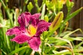 Strutter`s Ball Daylily Royalty Free Stock Photo