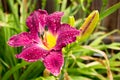 Strutter`s Ball Daylily Royalty Free Stock Photo