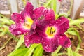 Strutter`s Ball Daylily Royalty Free Stock Photo