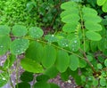 Raindrops on beautiful green leaves of a plant