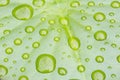 Raindrops on beautiful green lotus leaf Royalty Free Stock Photo
