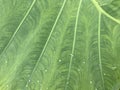 raindrops on big green leaf vein of giant taro plant Royalty Free Stock Photo