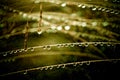 Raindrops on blades of grass Royalty Free Stock Photo