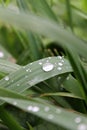 Raindrops on Blades of Grass Royalty Free Stock Photo