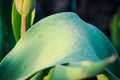 Raindrops on blades of grass Royalty Free Stock Photo