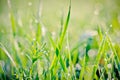 Raindrops on blades of grass Royalty Free Stock Photo