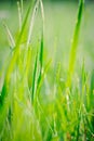 Raindrops on blades of grass Royalty Free Stock Photo
