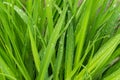 Raindrops on blades of grass. Purity and freshness of nature concept