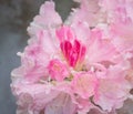 Raindrops on blooming azalea