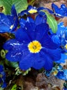 Raindrops on Blue Primrose